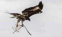 Des aigles dploys dans la lutte anti-drones